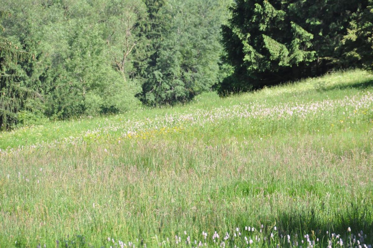 Wanderung - Wurzelwerk Vorschaubild