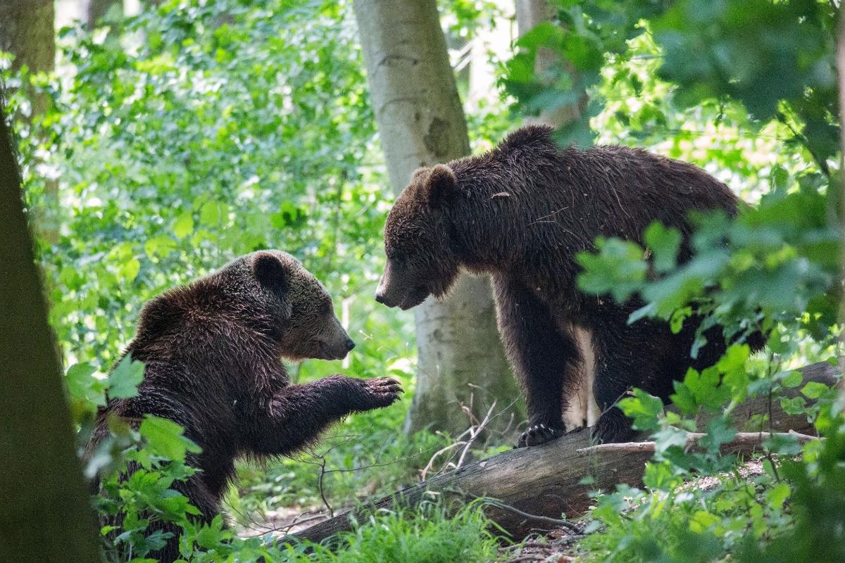 kostenlose Familienführung im Bärenpark zum Weltkindertag So. 20.09.2026 | Bild 1