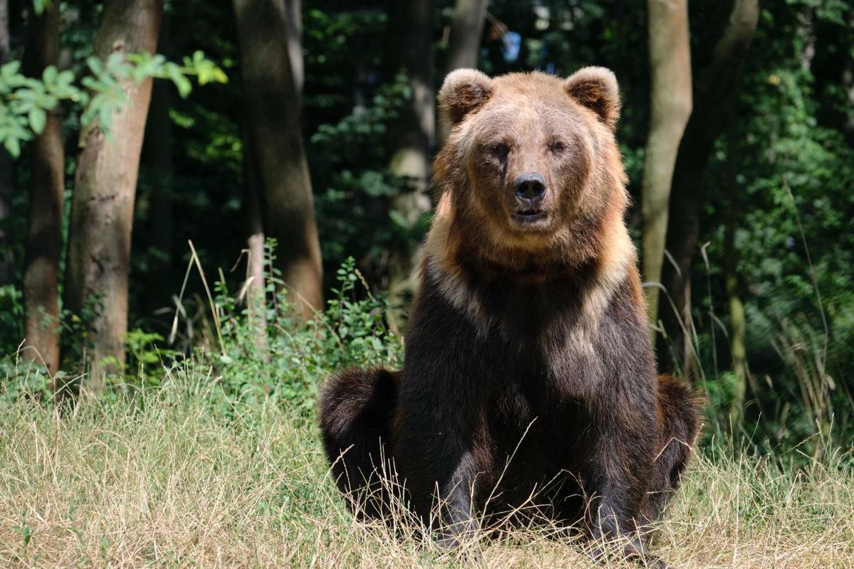 Bärensommernacht im Bärenpark Worbis Vorschaubild