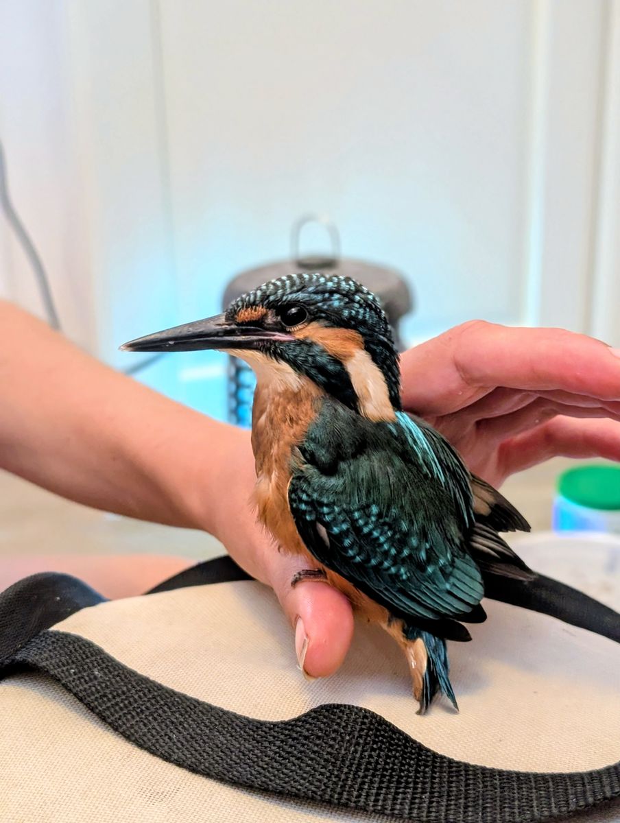 Einstieg in die Ornithologie 2 Vorschaubild
